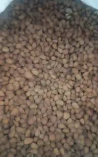 الوک (پسته کوهی)