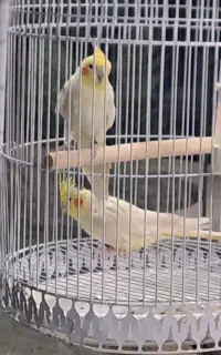 عروس هلندی