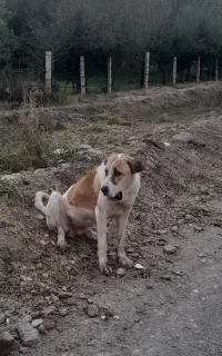 سگ‌ماده