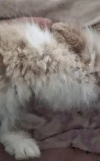 خرگوش لوپ گوشاش افتاده