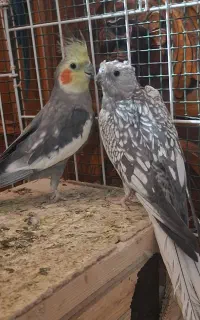 پرنده