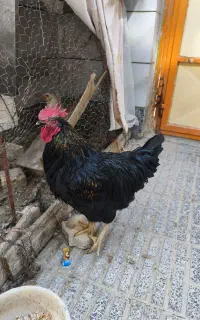 فروش خروس سیاه