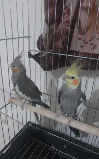 عروس هلندی