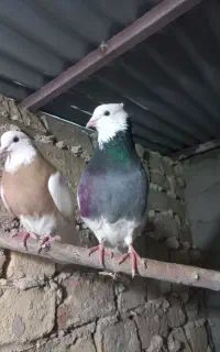 کفتر طوقی