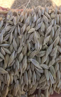 جو  یونجه  پودر یونجه  کلش سفال