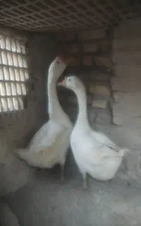 قوغاز یک جفت نر و ماده
