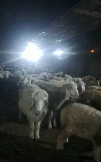 نیاز به چوپان
