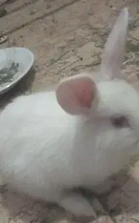 خرگوش  مفت مفت