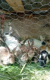 خرگوش