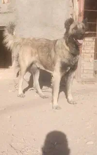 توله سرابی 20ماهه
