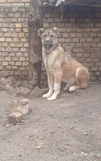 الابای ترکمن نر ۵ماهه