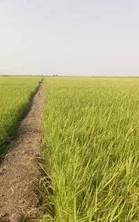 برنج صحرای شمال