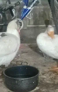 غاز