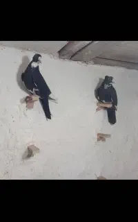دوتا سیا پلنگ تعبیدی