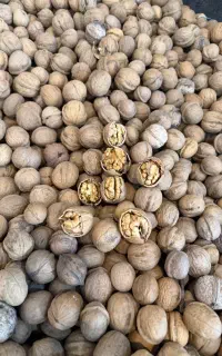 گردو پوست کاغذی تویسرکان بشرط