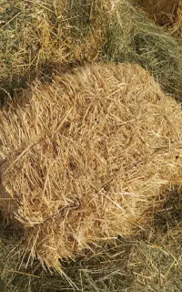 ۷۰۰ عدد پرس کلش گندم و جو پر از خوشه