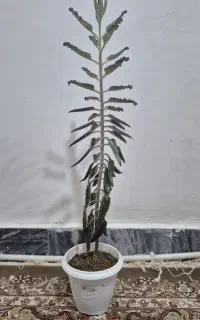 گل سانسوریا و گل اشک زیبا