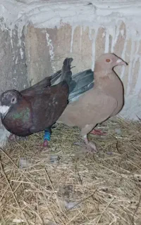 کبوتر پلاکی جفتی ۲ تمن