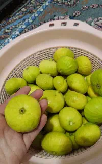انجیر تازه،چین اخر،بدون سم پاشی