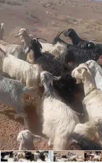 بز فروشی کره دار