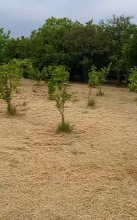 خدمات کشاورزی