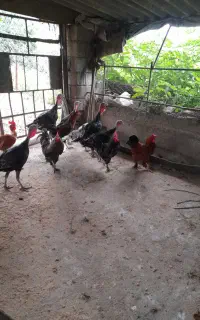 سگ کبوتر خروس