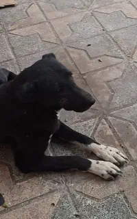 سگ گله