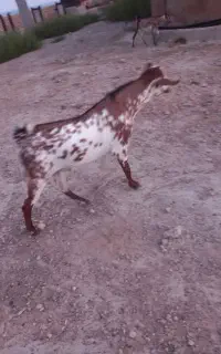 بز نر