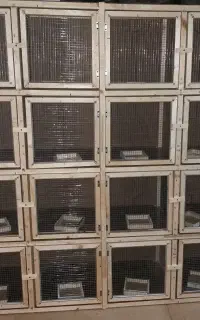 جفت کن کفتر وپران