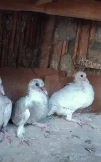 ۴عددجوجه آلمانی درشت