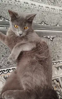 گربه خانگی