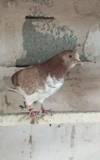 کبوتر تضمینی