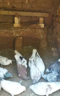 کبوتر