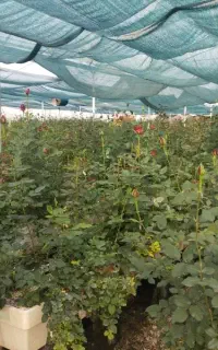 کار در گلخانه