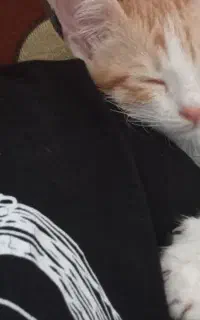 گربه
