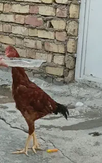 خروس لاری