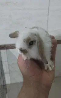 فروش خرگوش