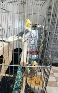 یه جفت عروس هلندی بالغ همراه تخم