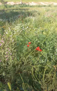 علف کوهی