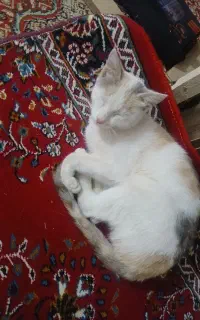 واگذاری گربه