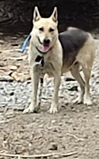 سگ ژرمن فروشی