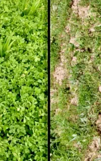 مشاوره تخصصی برای باغداران و کشاورزان کود ارگانیک