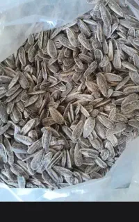 تخمه