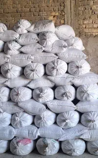 جو بذری ویلما