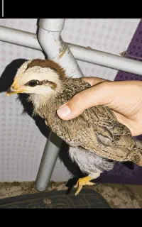 دستگاه جوجه کشی