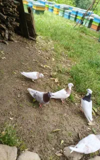 کفتر کبوتر