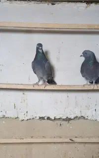 ۹عدد کفتر تهرانی پرش بالا