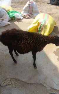 یک عدد بره نر سرحال چاق