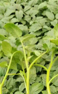 نشا کلم پیچ کلوپ مستر ،کوار