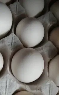 تخم مرغ نطفه دار گلین ۴۰تاج